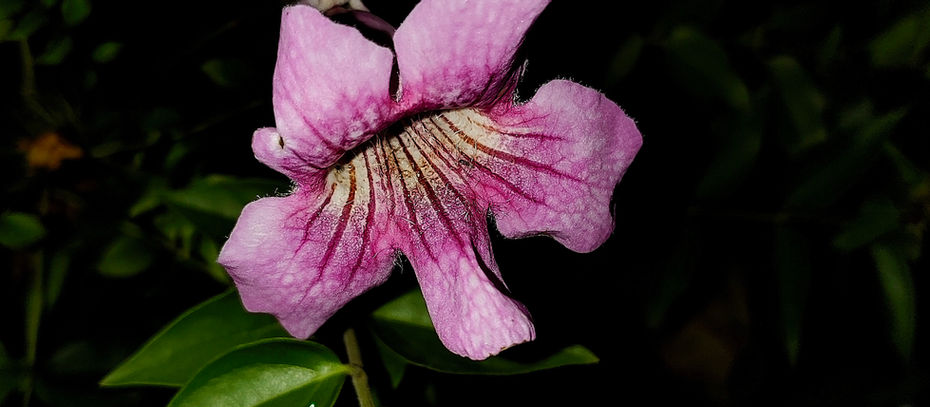 寒くても紅い花を咲かせる