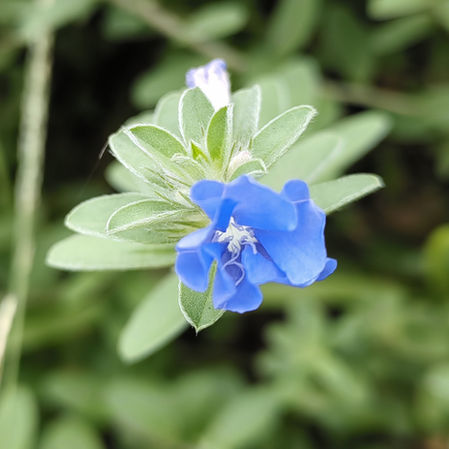 ブルー色のアメリカンブルー