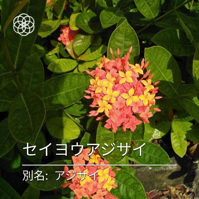 処変われば座椅子も変わる