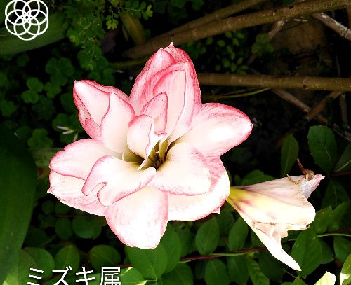 ビーズミックス座椅子の変身、 柔らかクッション