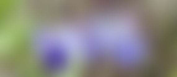 ロテカミリコイデスの花