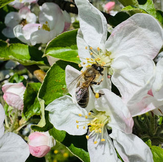 Proljeće u voćnjacima PZ JabukaHR