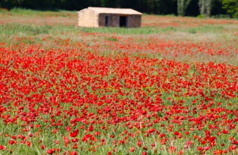 Coquelicots champs