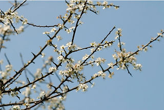 Prunellier