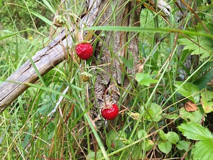 Fraises des Bois