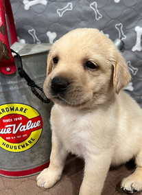 Roxy Puppy