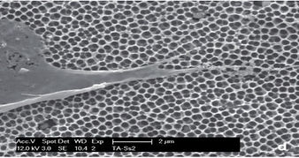 cell-culture.jpg