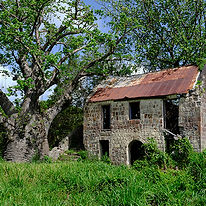 styrell-09-mount-travers-baobob-1767-lores-4x6-100dpi.jpg