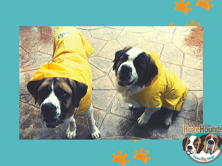 Raincoats for Bernese Mountain Dogs