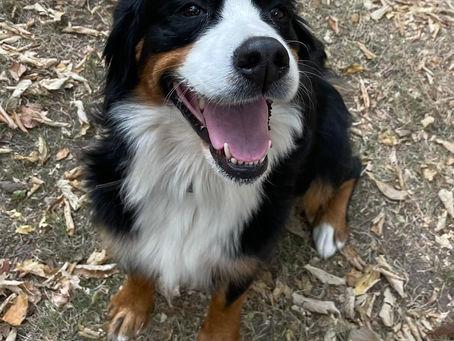 Ellee is Forever Home
