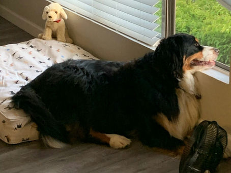 Chloe is Forever Home