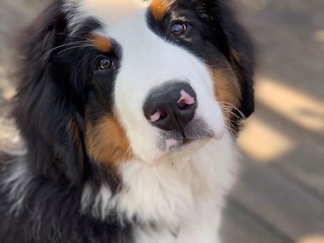 Wally is Forever Home