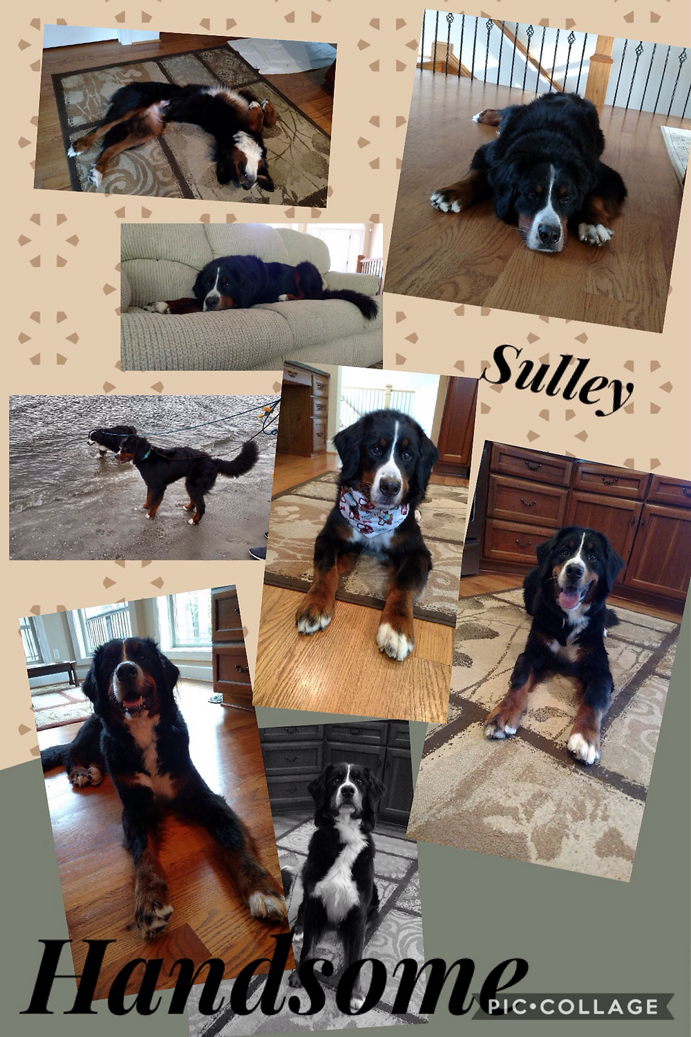Run Free Sulley Run Free Sulley