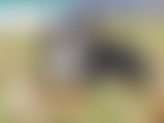 Cheyenne is Ready for a Forever Home to Call Her Own