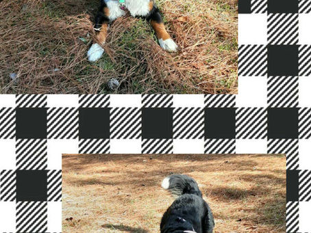 Callie is Ready for a Forever Home