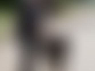 Today is hip surgery day for Zephyr