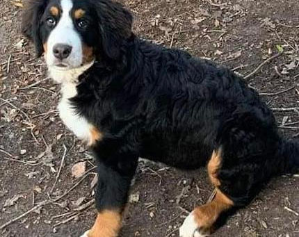 Ava is Forever Home