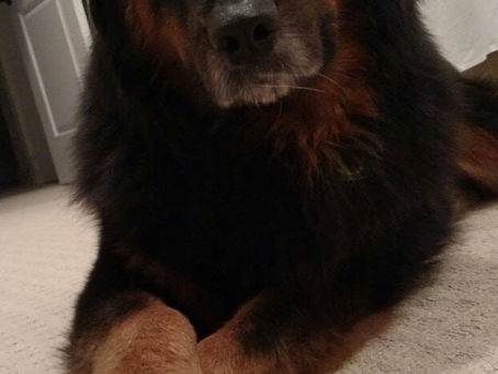 Duke is Forever Home