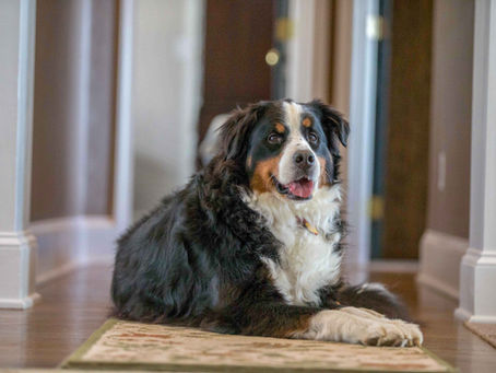 Book Sales to Benefit Bernese Mountain Dogs in Need
