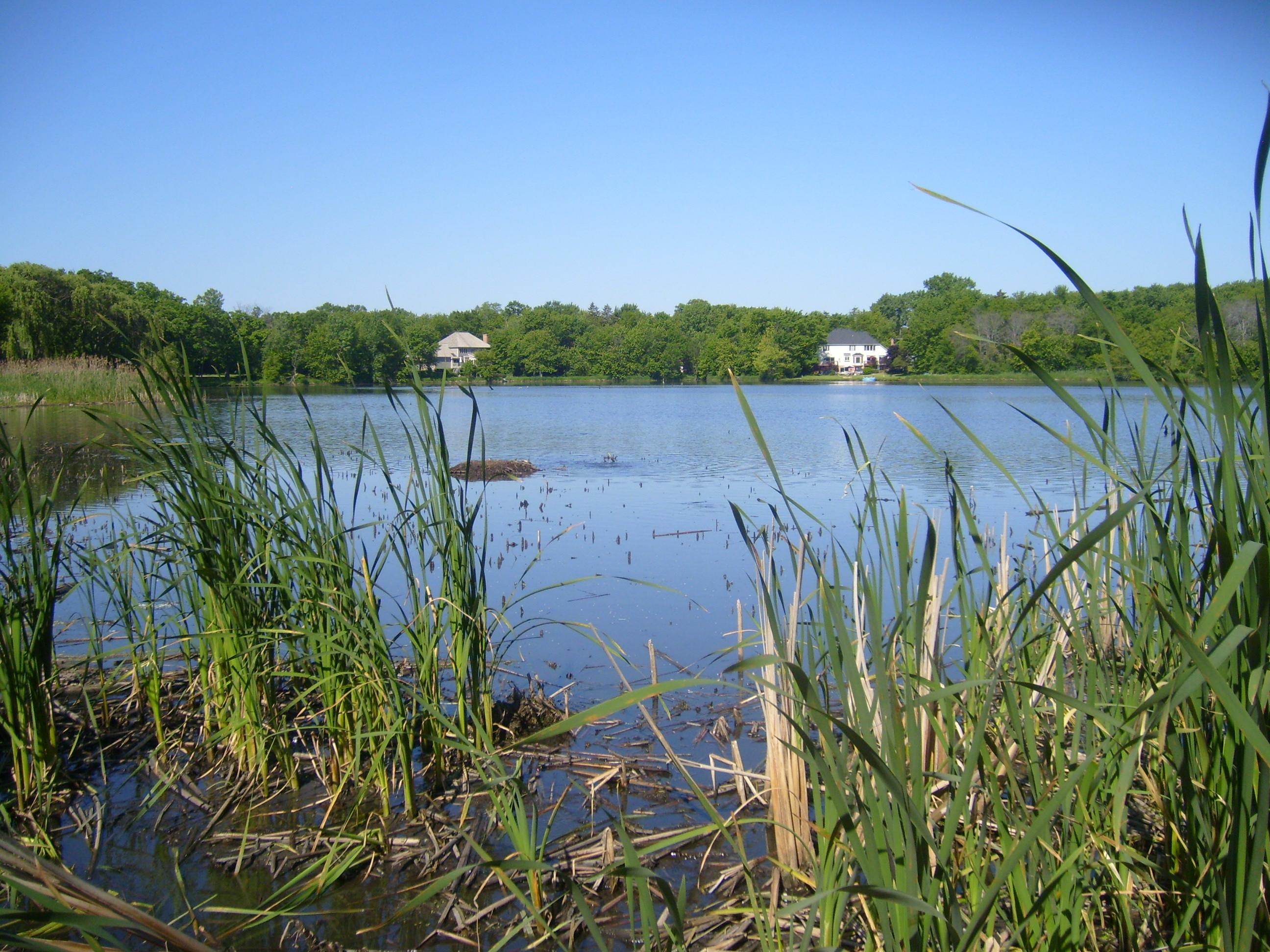 Dover Pond Deer Park lclc