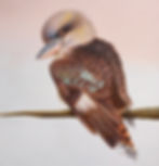 Thumbnail: Cheeky Kookaburra by the Bridge
