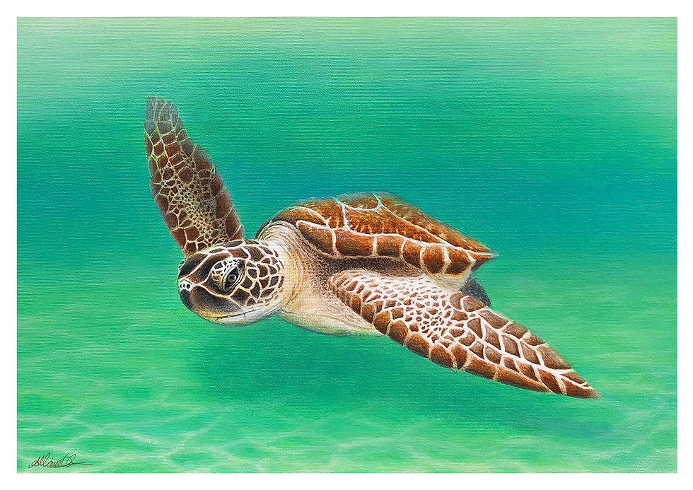 Thumbnail: Prints - Swim with a Sea Turtle