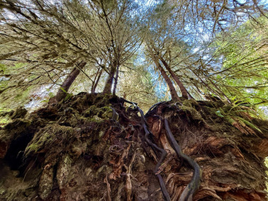 tree roots exposed