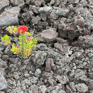 flowers growing through lava rocks at Volcano National Park