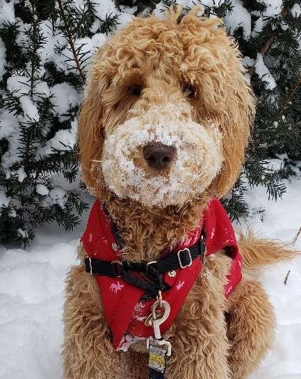 Willow "The Love-sticks"