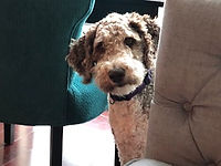 Bella in-home boarding