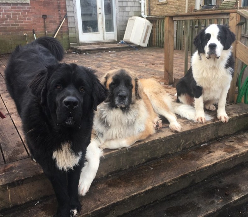Buddy, Marley, Maggie "3 Musketeers"