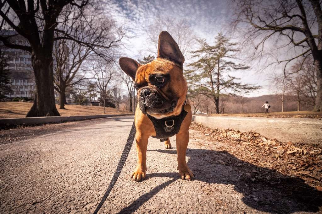 Gunner "The Frenchie"