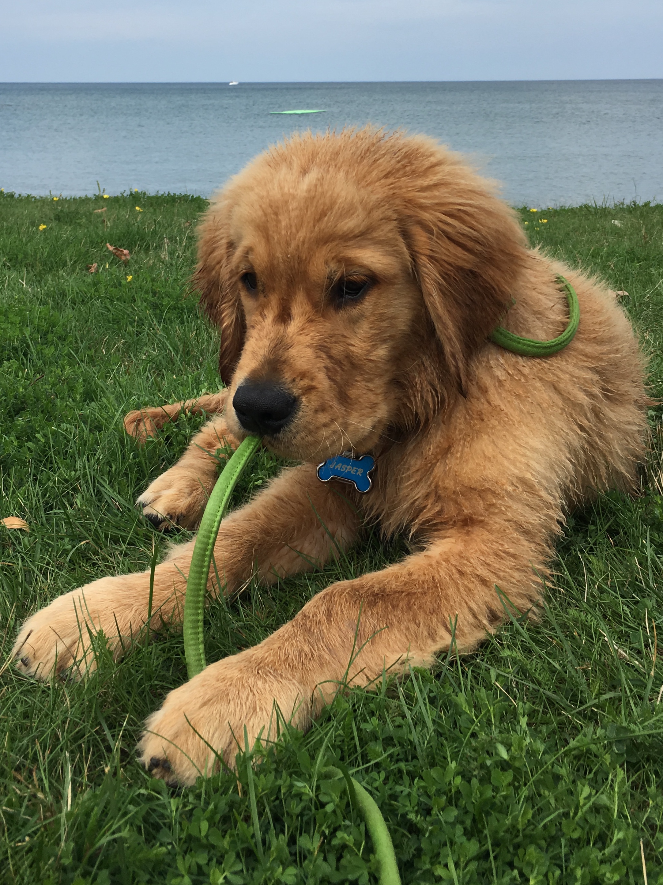 Jasper "The Golden"