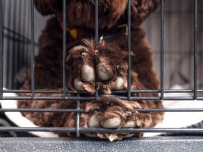 Crate training for dogs