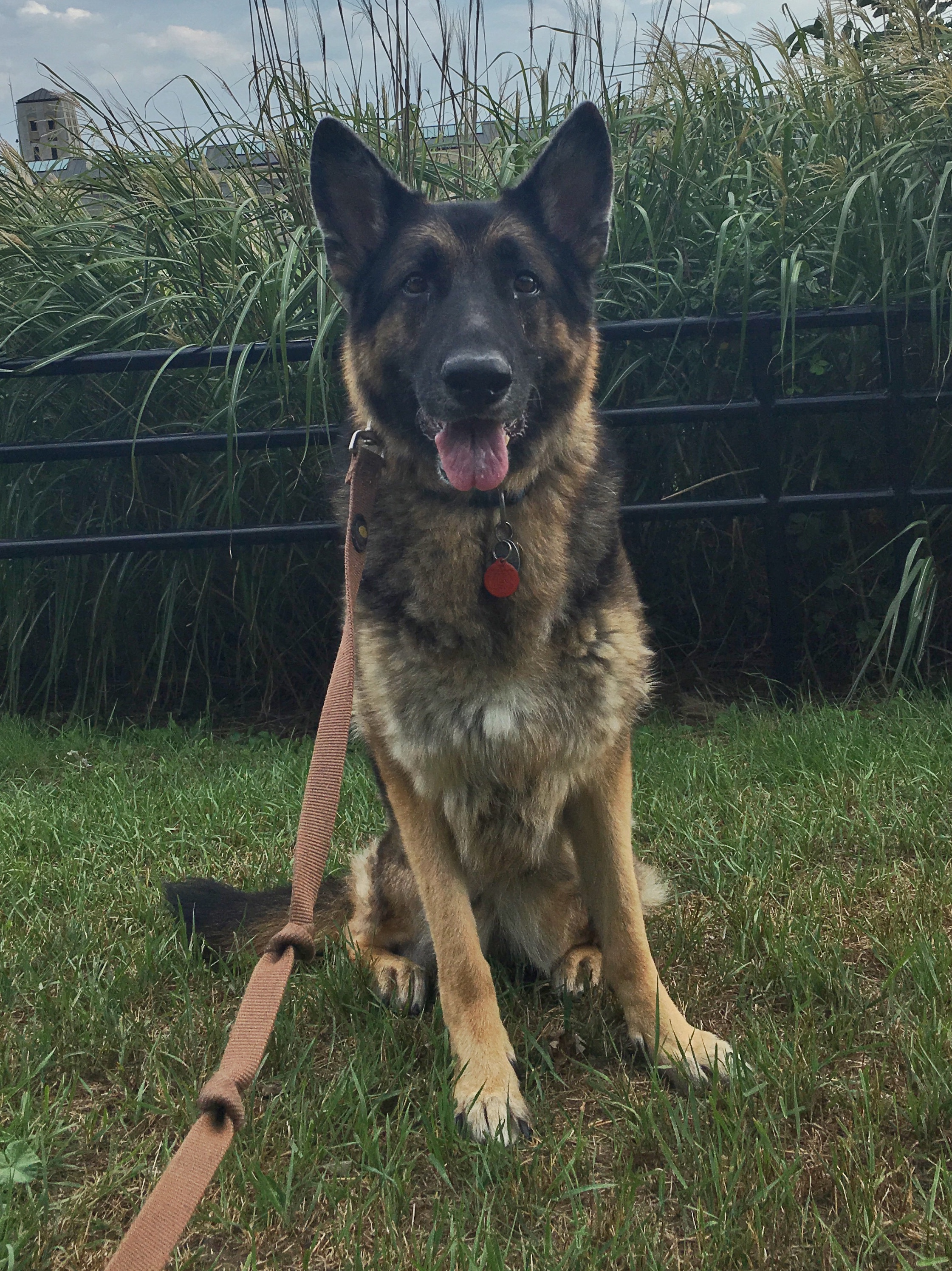 Bear "The Mister"