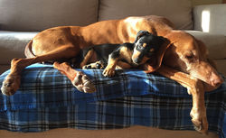 Comfortable Cooper and Riley