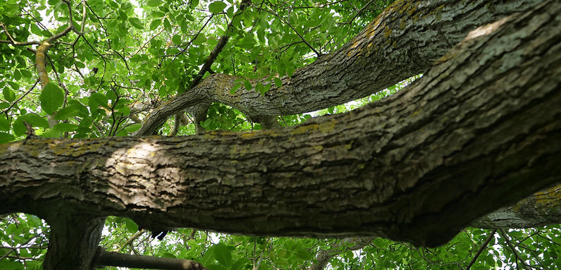 arbre1.jpg