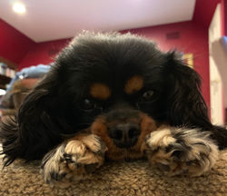 Face it, Lucy is the cutest