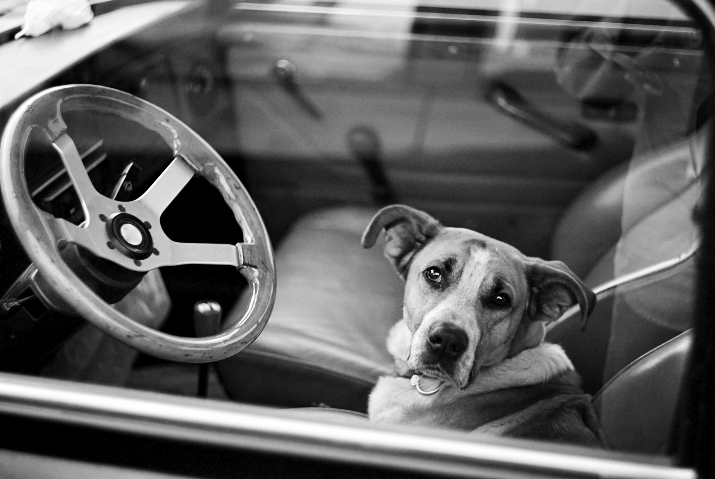 Petschester
