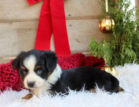 Puppies near Orlando, Florida