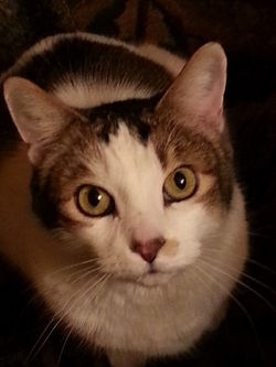 A Bourdon Feline of Every Flavor