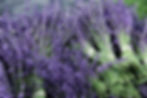 DSC05487_edit.jpg