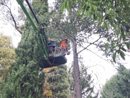 Tree Removal Company with 35+ Years Experience in Alexandra, VIC