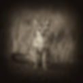 Swift Fox 2