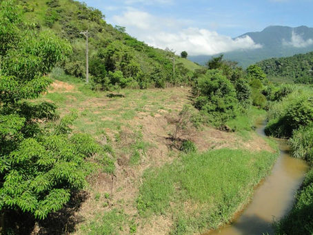 Desmatamento na Mata Atlântica tem alta de 27,2% e mais de 14 mil hectares desflorestados