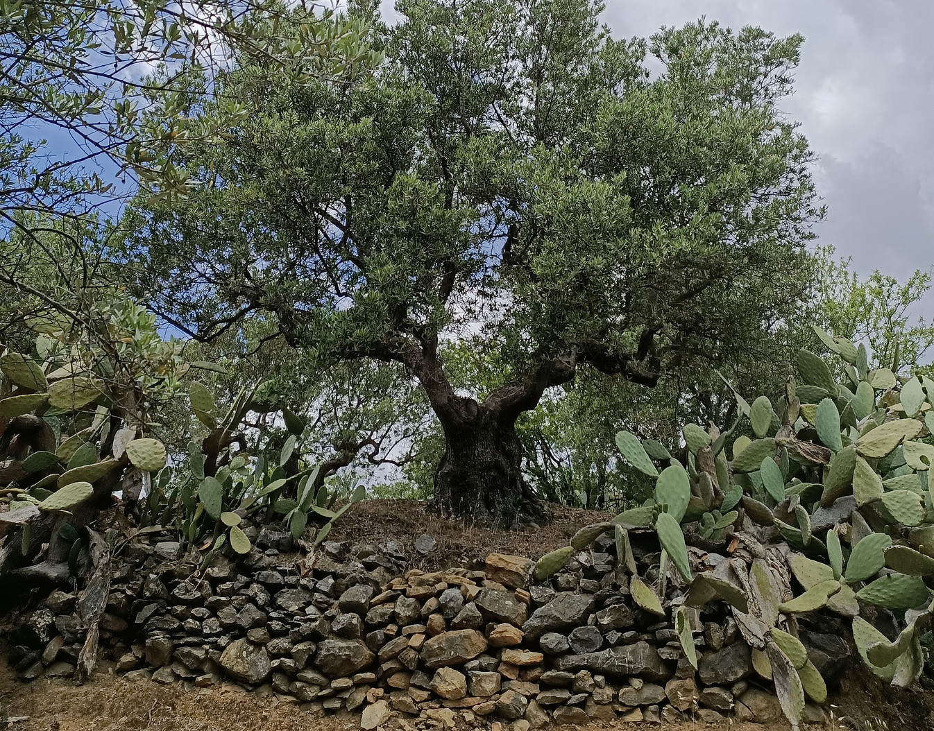ULIVO PRATO 2.jpg