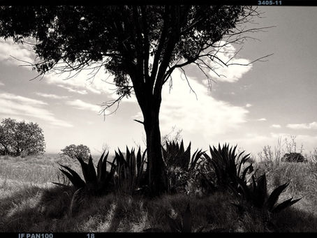 Diálogos con la Lagartija bípeda