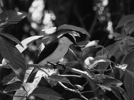 El pez por la boca muere o cómo perder el pez gordo