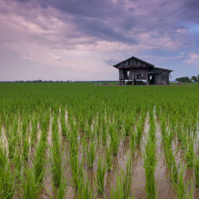 RICE-A Daily Meal