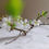 Thumbnail: - cherry blossom girl -
